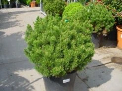 Bergden (Pinus Mugo Mughus) 13 Bergden (Pinus Mugo Mughus) -Tuinplanten Winkel 20101221111117 13