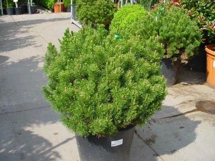 Bergden (Pinus Mugo Mughus) 4 Bergden (Pinus Mugo Mughus) - Afbeelding 2