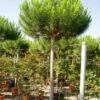 Parasolden (Pinus Pinea) 1 Parasolden (Pinus Pinea) -Tuinplanten Winkel 20101221122947 8