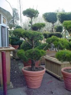 Grove Den Als Bonsai (Pinus Sylvestris) 7 Grove Den Als Bonsai (Pinus Sylvestris) -Tuinplanten Winkel 20101221133922 2