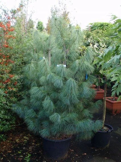 Treurden (Pinus Wallichiana) 3 Treurden (Pinus Wallichiana)