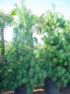 Treurden (Pinus Wallichiana) 8 Treurden (Pinus Wallichiana) -Tuinplanten Winkel 20101221134541 14