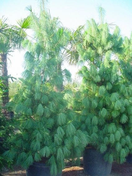 Treurden (Pinus Wallichiana) 4 Treurden (Pinus Wallichiana) - Afbeelding 2