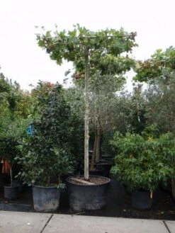 Dakplataan (Platanus Hispanica ) 21 Dakplataan (Platanus Hispanica ) -Tuinplanten Winkel 20101221142215 16