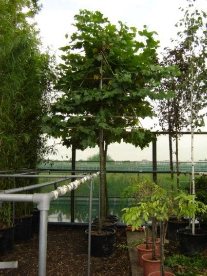 Leiplataan (Platanus Hispanica) 3 Leiplataan (Platanus Hispanica)