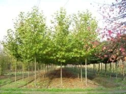 Plataan (Platanus Hispanica) -Tuinplanten Winkel 20101221145113 13