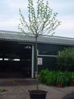 Bolplataan (Platanus 'Alphen's Globe') -Tuinplanten Winkel 20101221145809 8