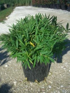 Bamboe (Pleioblastus Pygmaeus) -Tuinplanten Winkel 20101221154317 2