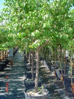 Amandelboom (Prunus Dulcis) 13 Amandelboom (Prunus Dulcis) -Tuinplanten Winkel 20101221155404 3