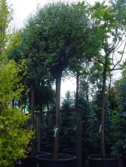 Bolprunus (Prunus Eminens 'Umbraculifera') 14 Bolprunus (Prunus Eminens 'Umbraculifera') -Tuinplanten Winkel 20101221155441 16