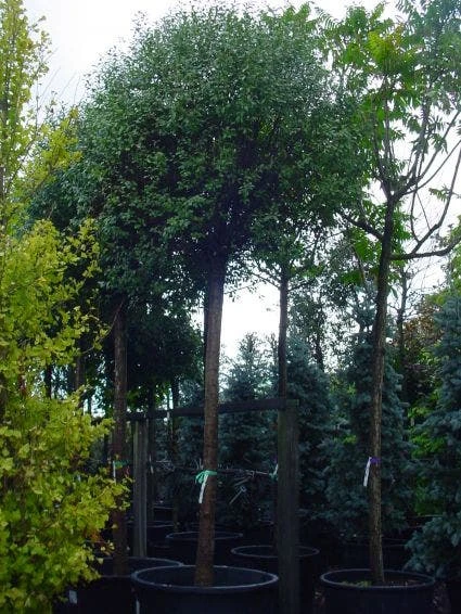 Bolprunus (Prunus Eminens 'Umbraculifera') 8 Bolprunus (Prunus Eminens 'Umbraculifera') - Afbeelding 6