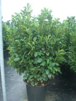 Laurier (Prunus Laurocerasus 'Etna') -Tuinplanten Winkel 20101221160252 11