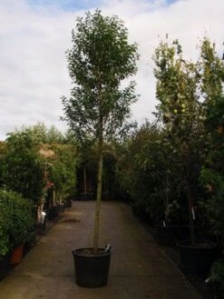 Portugese Laurier Als Boom (Prunus Lusitanica 'Angustifolia') 17 Portugese Laurier Als Boom (Prunus Lusitanica 'Angustifolia') -Tuinplanten Winkel 20101221161745 7