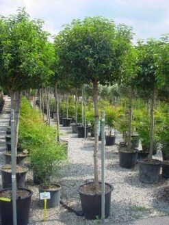 Portugese Laurier Op Stam (Prunus Lusitanica 'Angustifolia') -Tuinplanten Winkel 20101221164022 5