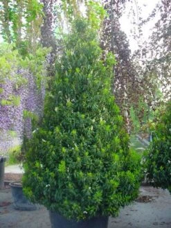 Portugese Laurier, Piramide (Prunus Lusitanica ) -Tuinplanten Winkel 20101221164936 8