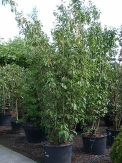 Sierkers, Struikvorm (Prunus Serrulata 'Kanzan') 11 Sierkers, Struikvorm (Prunus Serrulata 'Kanzan') -Tuinplanten Winkel 20101224132249 9