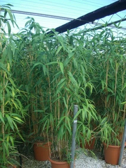 Bamboe (Pseudosasa Japonica) 4 Bamboe (Pseudosasa Japonica) - Afbeelding 2