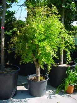 Granaatappel Op Stam (Punica Granatum) -Tuinplanten Winkel 20101224140121 8