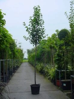 Chinese Sierpeer (Pyrus Calleryana 'Chanticleer') 15 Chinese Sierpeer (Pyrus Calleryana 'Chanticleer') -Tuinplanten Winkel 20101224151019 19