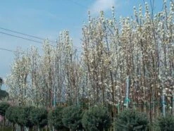 Chinese Sierpeer (Pyrus Calleryana 'Chanticleer') 18 Chinese Sierpeer (Pyrus Calleryana 'Chanticleer') -Tuinplanten Winkel 20101224151150 19