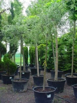 Treursierpeer (Pyrus Salicifolia 'Pendula') -Tuinplanten Winkel 20101224152204 9