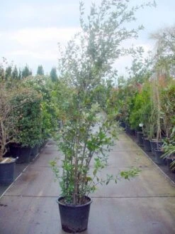 Steeneik Als Struik (Quercus Ilex) -Tuinplanten Winkel 20101224154115 12