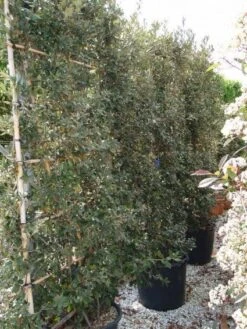 Steeneik Als Leivorm (Quercus Ilex) -Tuinplanten Winkel 20101224165655 2