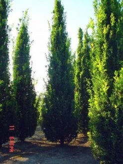 Zomereik Als Zuilboom (Quercus Robur 'Fastigiata') 12 Zomereik Als Zuilboom (Quercus Robur 'Fastigiata') -Tuinplanten Winkel 20101227160226 12