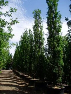 Zomereik Als Zuilboom (Quercus Robur 'Fastigiata') 11 Zomereik Als Zuilboom (Quercus Robur 'Fastigiata') -Tuinplanten Winkel 20101227160311 12