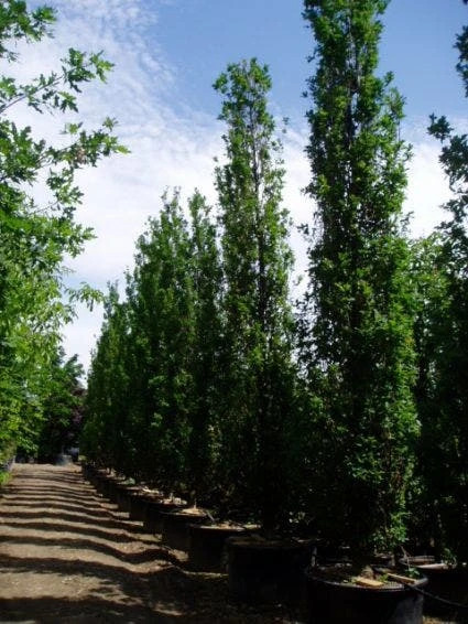 Zomereik Als Zuilboom (Quercus Robur 'Fastigiata') 5 Zomereik Als Zuilboom (Quercus Robur 'Fastigiata') - Afbeelding 3