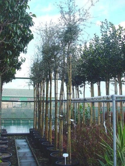 Kurkeik (Quercus Suber) 4 Kurkeik (Quercus Suber) - Afbeelding 2