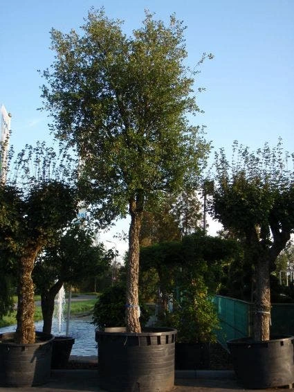 Kurkeik (Quercus Suber) 3 Kurkeik (Quercus Suber)