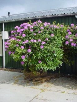 Rhododendron (Rhododendron Catawbiense 'Grandiflorum') -Tuinplanten Winkel 20101227172716 13