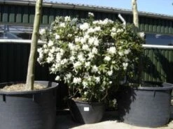 Rhododendron (Rhododendron 'Cunningham White') 36 Rhododendron (Rhododendron 'Cunningham White') -Tuinplanten Winkel 20101227172754 8