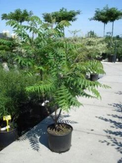 Fluweelboom, Struik (Rhus Typhina) -Tuinplanten Winkel 20101228110625 3