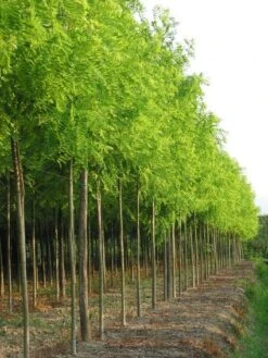 Gele Acacia (Robinia Pseudoacacia 'Frisia') -Tuinplanten Winkel 20101228115713 12