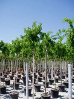 Acacia (Robinia 'Twisty Baby')