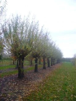 Knotwilg (Salix Alba) -Tuinplanten Winkel 20101228131303 13