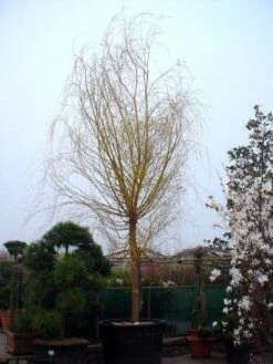 Gele Treurwilg (Salix Babylonica 'Aurea') -Tuinplanten Winkel 20101228133308 11
