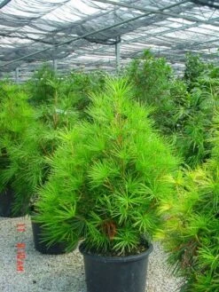 Japanse Parasolden (Sciadopitys Verticilata) -Tuinplanten Winkel 20101228133645 7