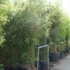 Bamboe (Semiarundinaria Fastuosa) -Tuinplanten Winkel 20101228134231 3