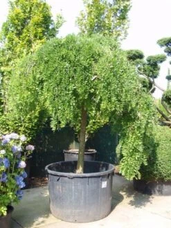 Honingboom (Sophora Japonica 'Pendula') -Tuinplanten Winkel 20101228134747 12
