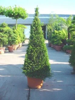 Taxus Als Egyptische Pyramide (Taxus Baccata) 12 Taxus Als Egyptische Pyramide (Taxus Baccata) -Tuinplanten Winkel 20101228152743 5