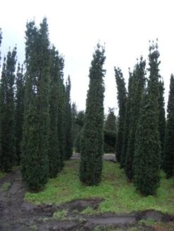 Zuiltaxus (Taxus Baccata 'Fastigiata Robusta') 16 Zuiltaxus (Taxus Baccata 'Fastigiata Robusta') -Tuinplanten Winkel 20101230125518 17