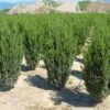 Venijnboom (Taxus Media 'Hillii') -Tuinplanten Winkel 20101230130419 6