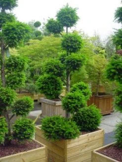 Taxus Als Bonsai (Taxus Baccata) -Tuinplanten Winkel 20101230131810 1