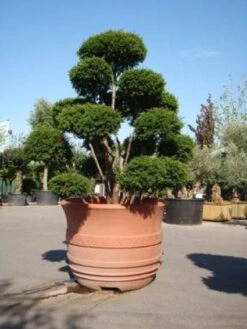 Taxus Als Bonsai (Taxus Baccata) -Tuinplanten Winkel 20101230131827 1