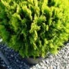 Levensboom (Thuja Orientalis 'Aurea Nana') -Tuinplanten Winkel 20101230134255 10