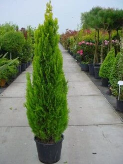 Levensboom (Thuja Orientalis 'Pyramidalis Aurea') -Tuinplanten Winkel 20101230135131 8