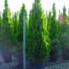 Levensboom (Thuja Orientalis 'Pyramidalis Aurea') -Tuinplanten Winkel 20101230135155 8